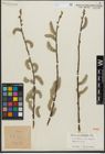 Foto von Salix gracilistyla Miq.